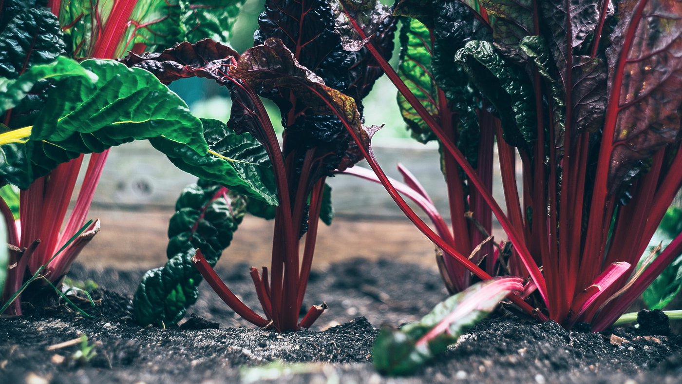 Bill & Melinda Gates Foundation investeert in Gents biotechbedrijf Biotalys