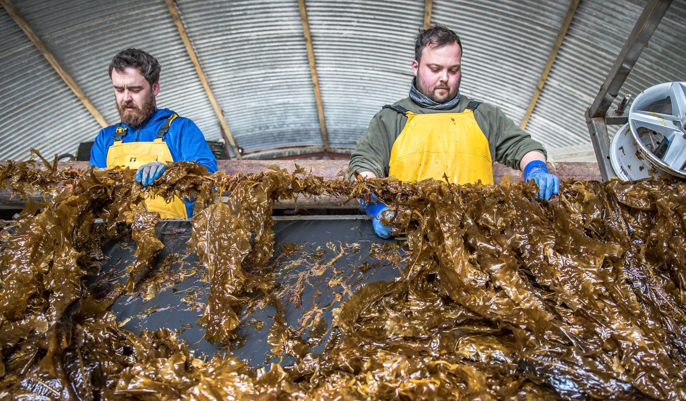 Deze Nederlandse zeewierproducent, één van de grootste van Europa, haalde Colruyt Group aan boord: “We zijn een impactbedrijf, dus moeten we de lat hoog leggen”