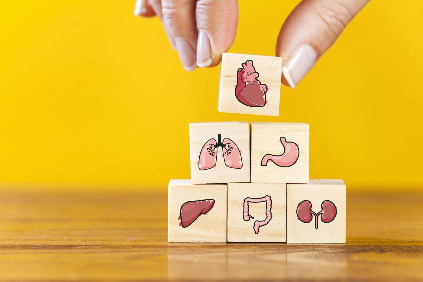 Een bedrijf is als een patiënt, met het organigram als het menselijk lichaam en de medewerkers als de vitale organen