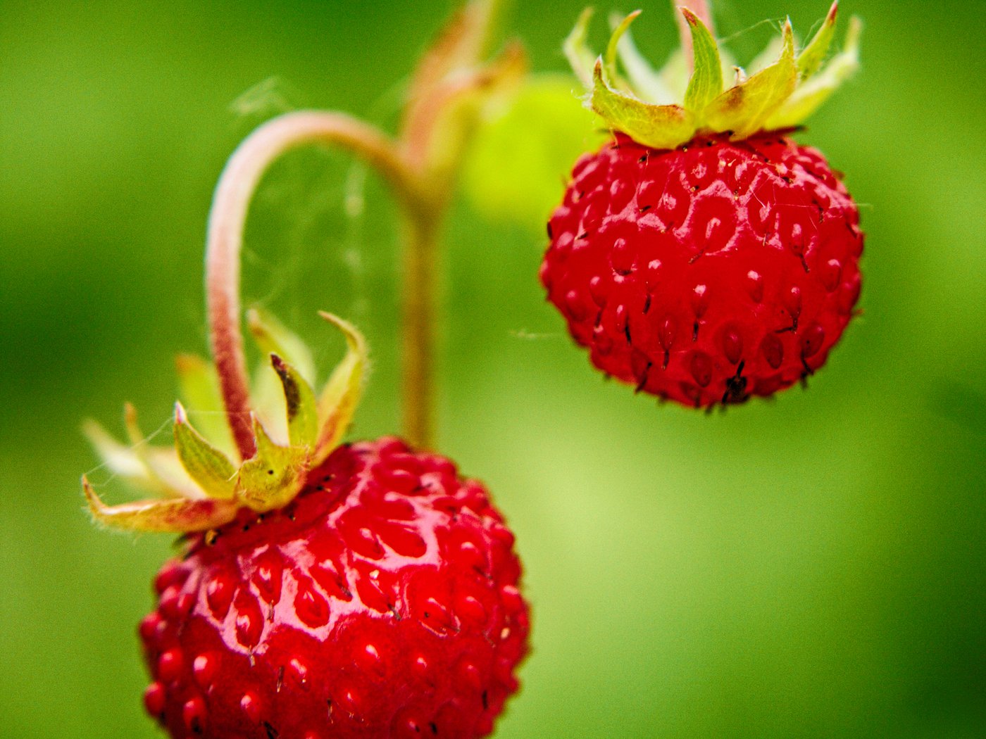 Gents biotechbedrijf Biotalys wil 67 miljoen euro oogsten via nakende beursgang