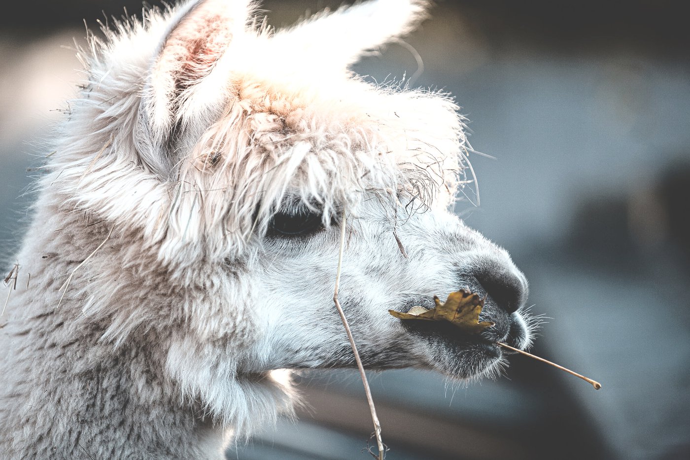 Gents coronageneesmiddel biedt mogelijk soelaas tegen nieuwe virusvarianten