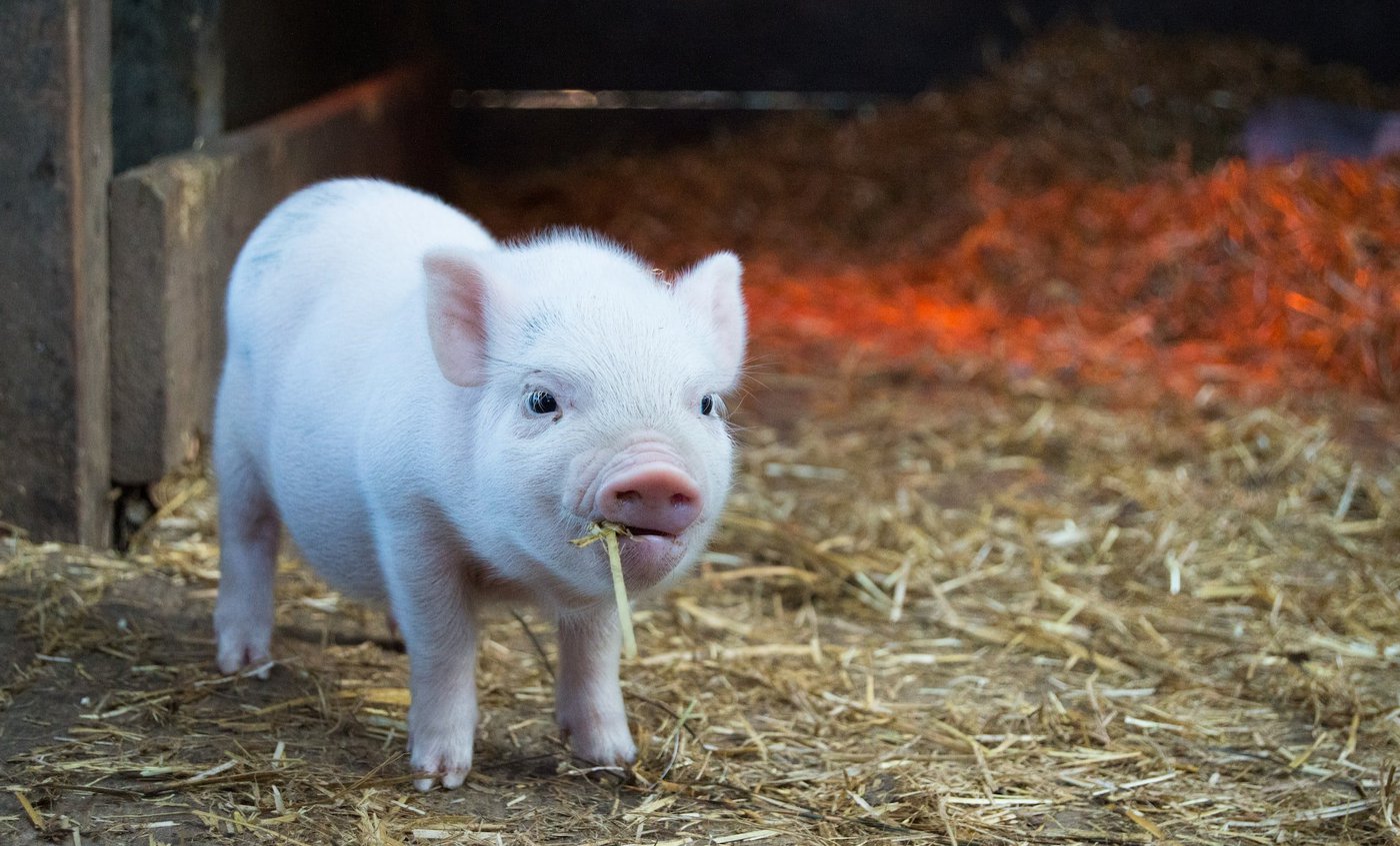 Gentse biotech start-up tankt 10 miljoen euro voor medicijn tegen darminfecties