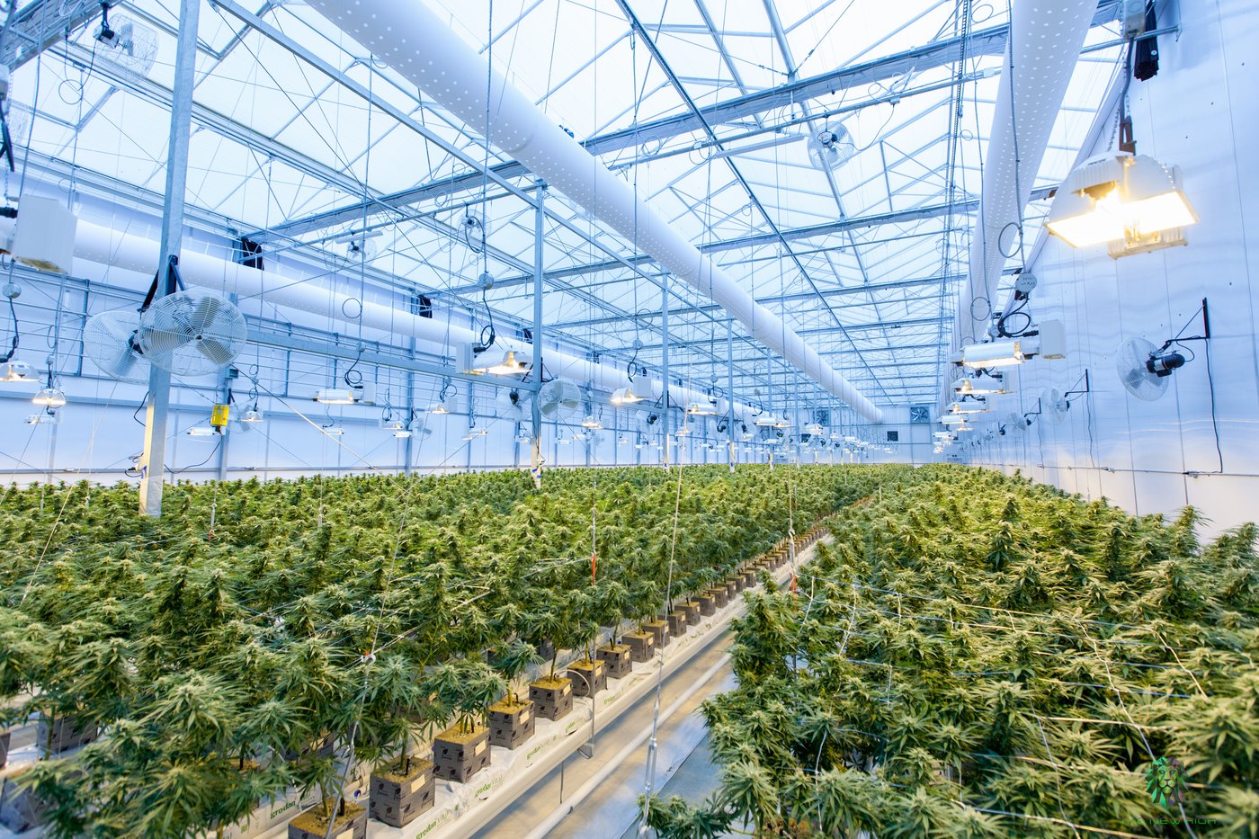 Investeringen in cannabis liggen in 2021 gemiddeld 165% hoger dan in 2020